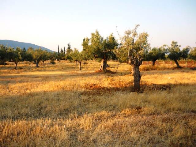 (For Sale) Land Agricultural Land  || Arkadia/North Kynouria - 20.000 Sq.m, 250.000€ 